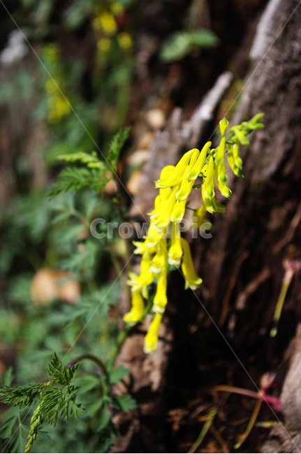 꽃,flower,식물,plant,봄,spring,초록,식물,자연,plants,nature,꽃,flower