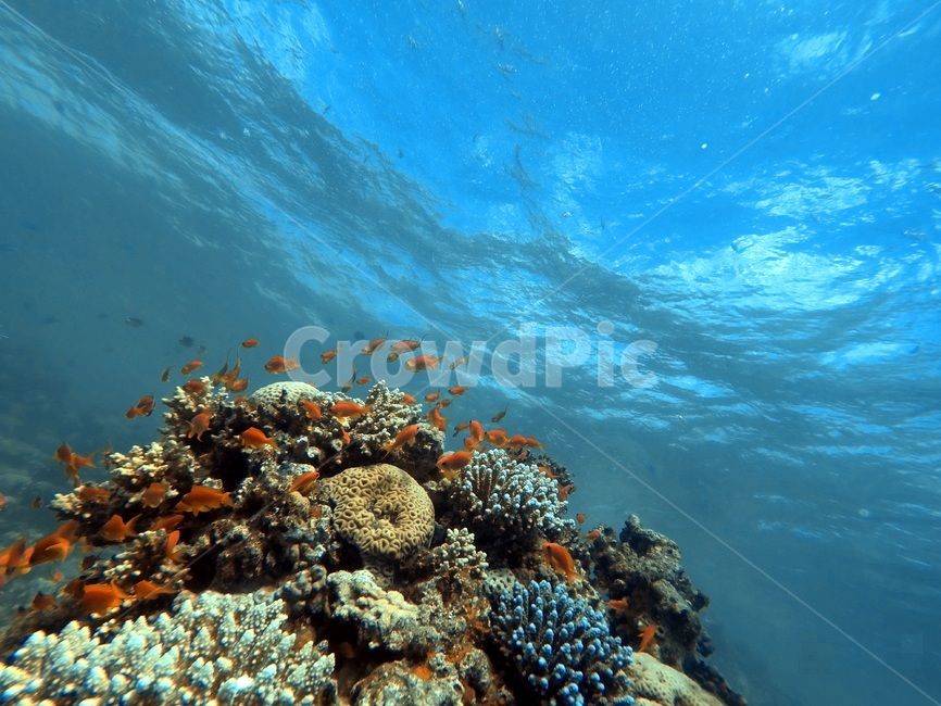 sea,바다,산호,coral,암초,reef