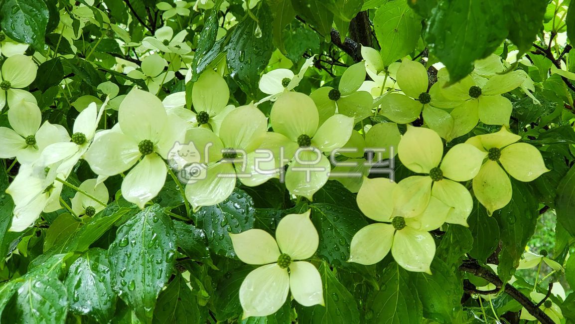 rain,green,tree,dogwood tree,leaf,flower,raindrop,petal,White,dogwood