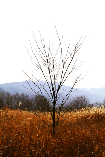 갈대,억새,하천,숲,산,나무,가을,추억,쓸쓸함,고요함,가을,계절,fall,autumn,season,자연,풍경,nature,landscape,outdoors,옥외