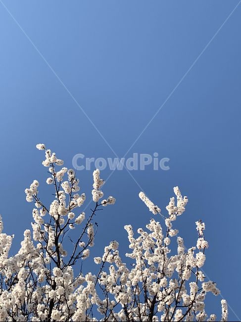 꽃,봄,하늘,자연,flower,spring,sky,nature,매화
