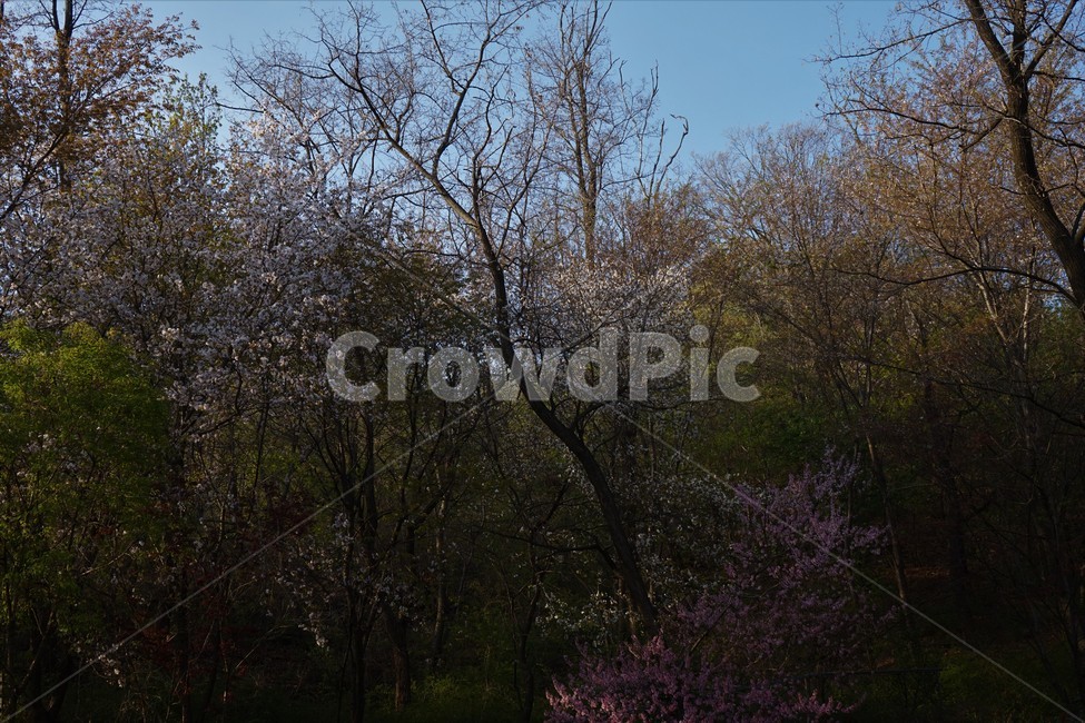 숲,나무,꽃,하늘,식물