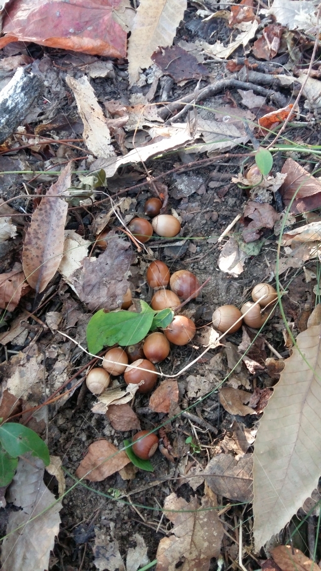 낙엽,도토리,가을,산,숲속,열매,자연,흙,가을,계절,fall,autumn,season,음식,식재료,요리,food,cook,meal,dishes,food reserves,plant,식물,ground,바닥