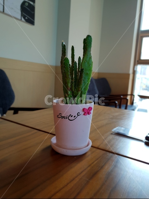 화분,선인장,선인장화분,작은화분,작은선인장