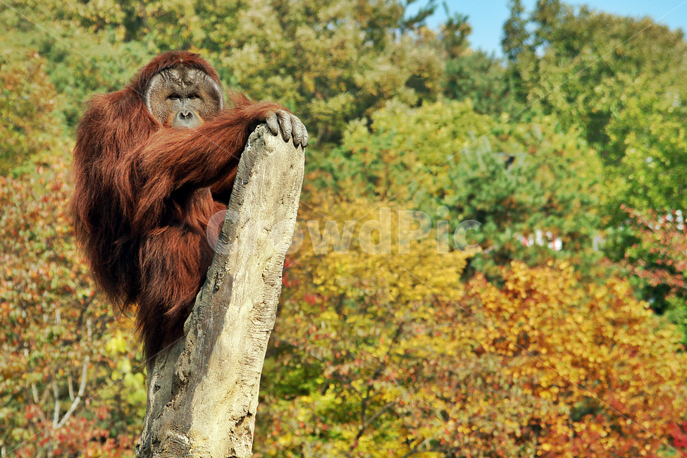 오랑우탄,원숭이,성성,열대우림,수컷,숲속,동물,animal,포유류,mammal