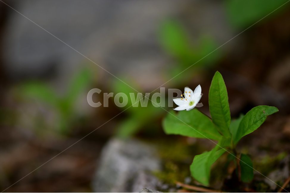 참기생꽃,야생화,꽃,식물,자연,생태,플라워,flower,plants,nature,식물,자연,plants,nature,꽃,flower