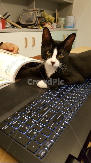 턱시도고양이,고양이,키보드,키보드위고양이,집고양이