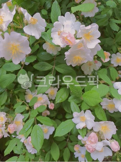 plant,flower,꽃,식물,찔레꽃,찔레,찔레나무,wildrose,감성,배경