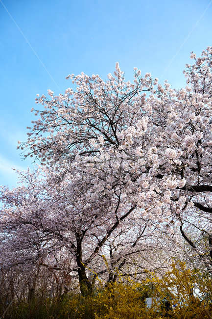 벚꽃,꽃,봄,꽃놀이,개나리,봄,계절,spring,season,꽃,flower,plant,식물,blossom