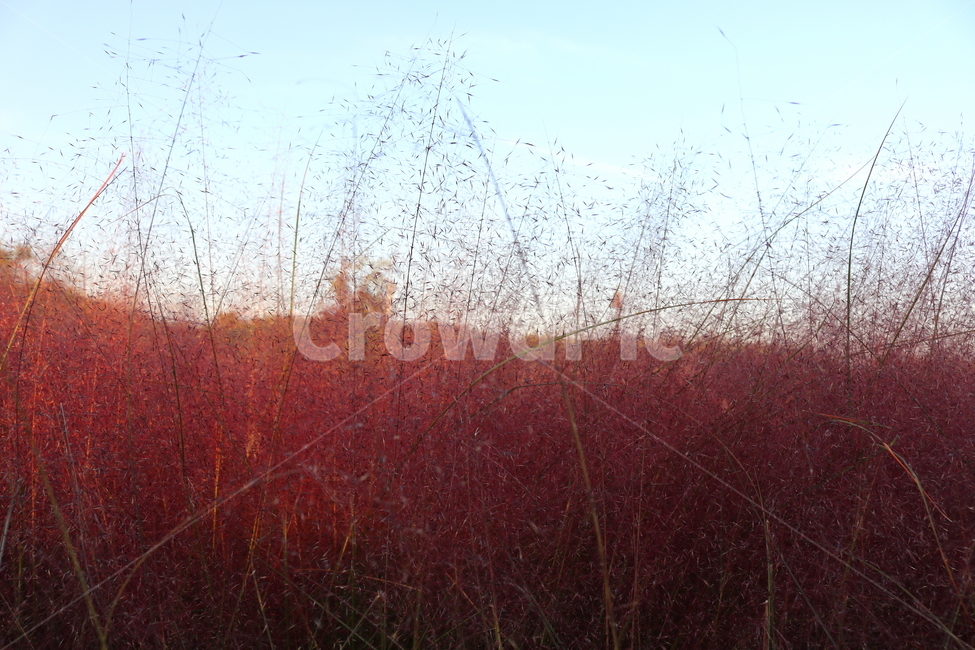 핑크뮬리,뮬리,식물,자연,벼과,분홍쥐꼬리새,가을,가을,계절,fall,autumn,season,tree,나무,plant