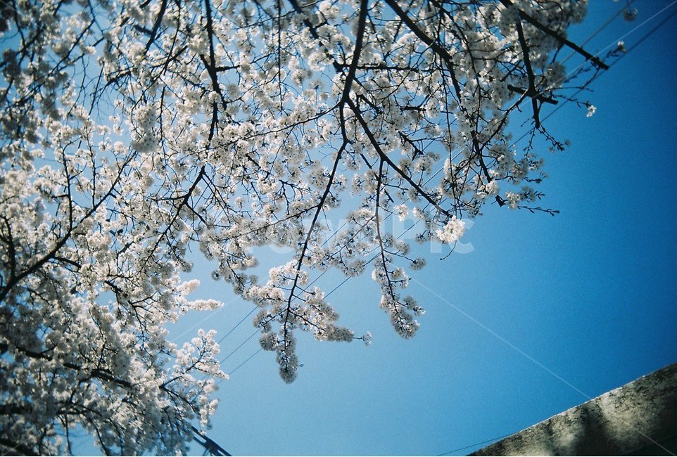 벚꽃,봄,하늘,나무,필름카메라,나뭇가지,풍경,감성,봄,계절,spring,season,식물,자연,plants,nature,꽃,flower,감성,sensible,feeling,plant,blossom