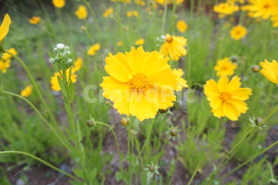 plant,식물,flower,꽃,자연,식물,자연,plants,nature,꽃,flower
