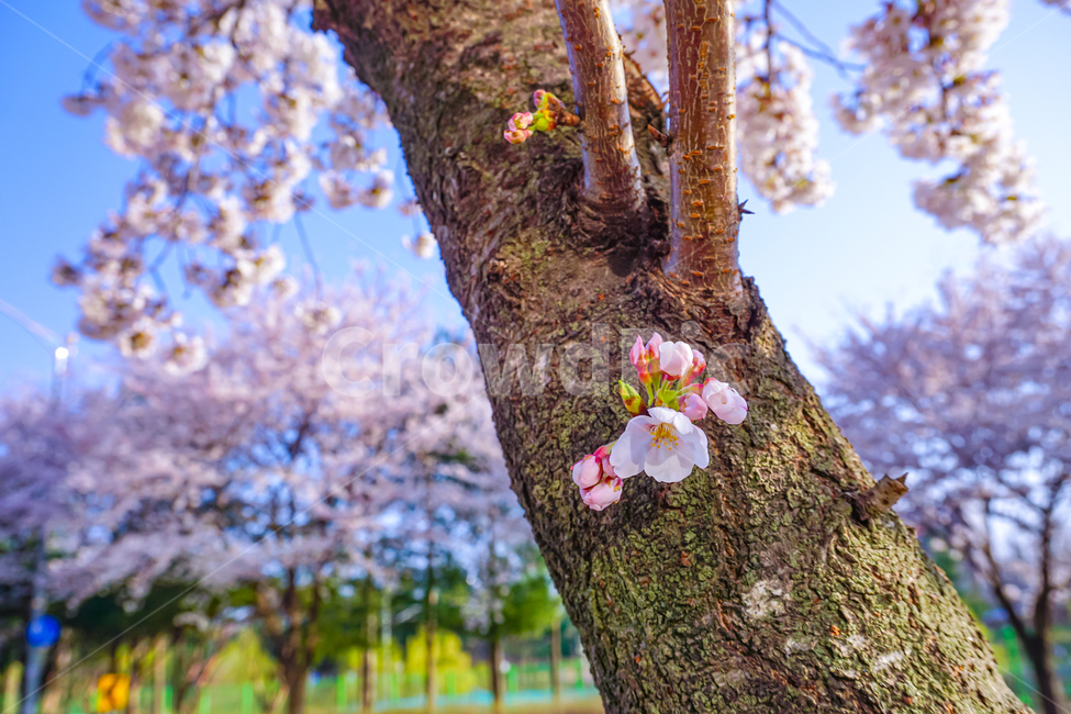 벚꽃,꽃,cherryblossom,blossom,plant,식물,tree,나무,treetrunk,나무줄기,봄,spring