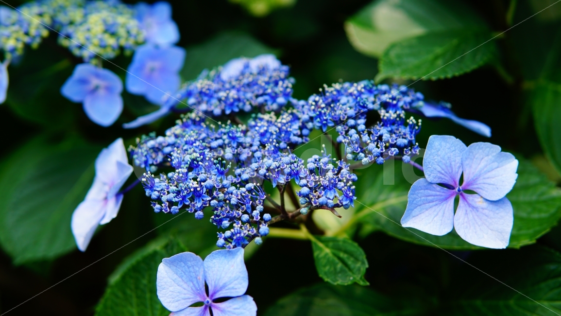 수국,수국축제,꽃,태종대,태종대수국축제,식물,자연,plants,nature,꽃,flower,색깔,색상,색채,색감,color sense,color sensitivity,feeling of color