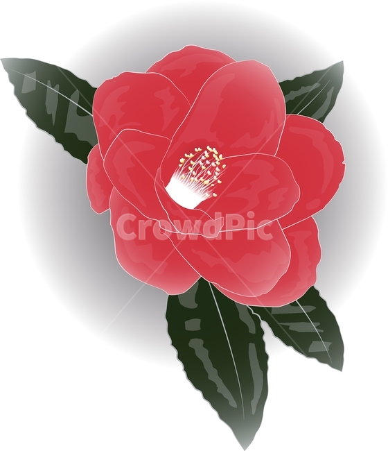 꽃,동백꽃,동백,일러스트,그림,식물,flower,camellia,art,illustration,plant,그래픽,일러스트레이션,graphic,illustration