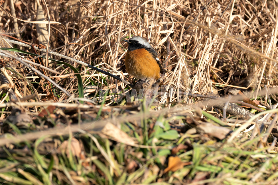 딱새,새,조류,야생동물,자연,생태,생태계,redstart,flycatcher,animal,bird,동물,animal,조류,새,birds