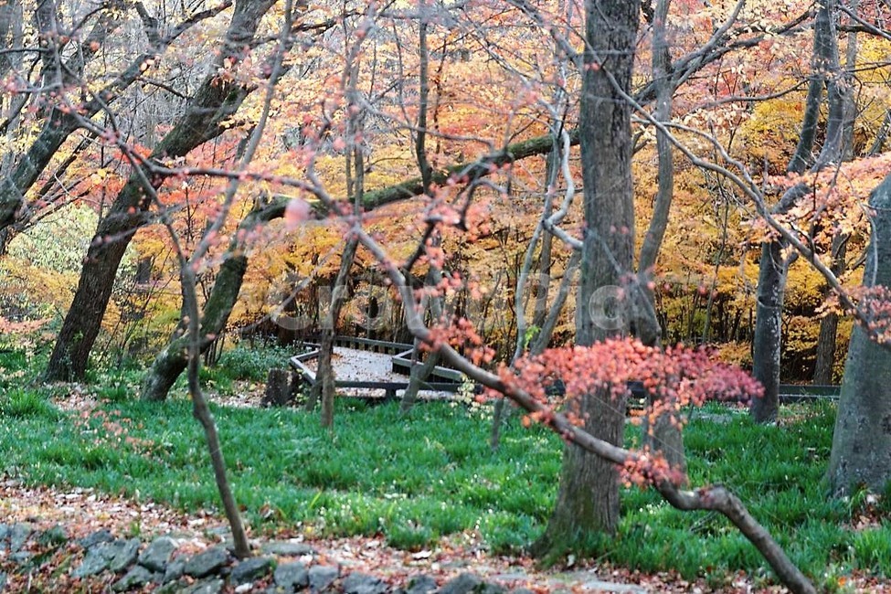 그림자,가을,나무,단풍,낙엽,season,autumn,fall,자연,계절,풍경,감성,서정,가을,계절,fall,autumn,season,자연,풍경,nature,landscape,tree,plant,식물,tree trunk,나무 줄기