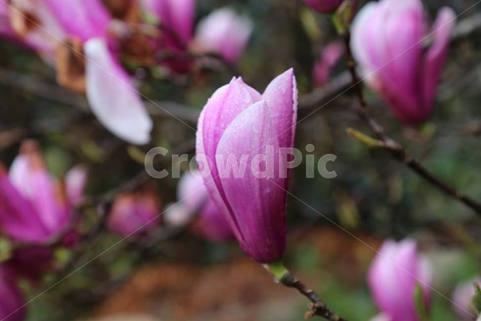 꽃,자목련,천리포수목원,봄,목련꽃,봄,계절,spring,season,식물,자연,plants,nature,꽃,flower,plant