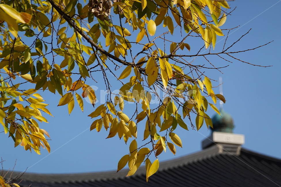 가을,단풍,하늘,가을하늘,지붕,가을,계절,fall,autumn,season,식물,자연,plants,nature,plant,leaf,잎