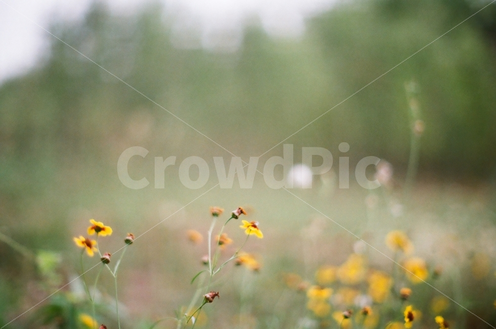 자연,풍경,꽃,감성사진,감성,필름,필름카메라,film,식물,자연,plants,nature,꽃,flower,감성,sensible,feeling