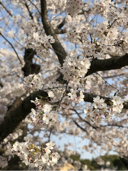봄,벚꽃,봄꽃,벚꽃축제,벚꽃나무,봄,계절,spring,season,plant,식물,flower,꽃,blossom