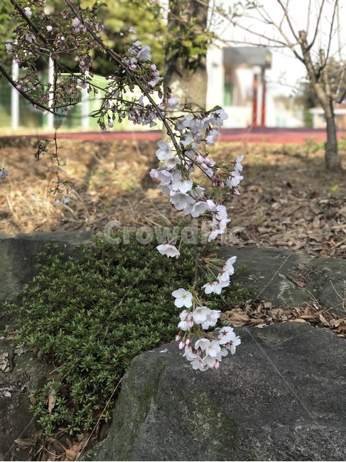 봄,벛꽃,꽃,감성사진,힐링,봄,계절,spring,season,식물,자연,plants,nature,꽃,flower,plant