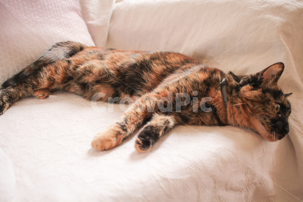 고양이,낮잠,나른함,오후,산책,햇빛,해,동물,animal,포유류,mammal,고양이,cat,kitten,kitty