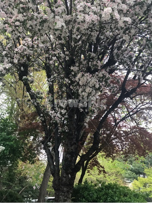 벚꽃,봄,꽃,집앞,풍경,나무,봄,계절,spring,season,식물,자연,plants,nature,나무,trees,wood,plant