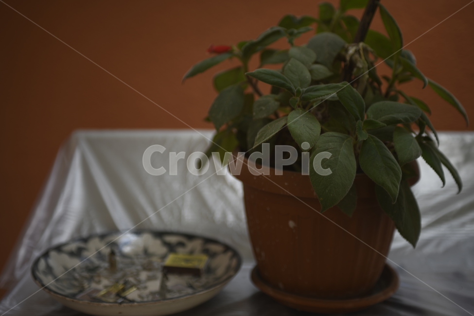 화분,모기향,테이블,식물,벽,실내용화초,화분,화초,house plant