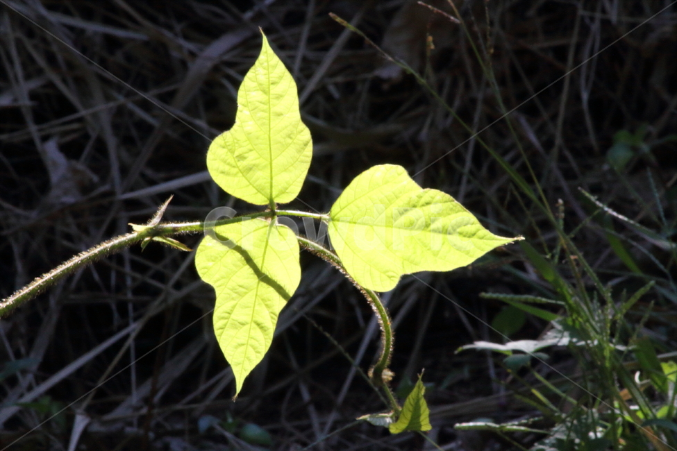 칡,잎,식물,kudzuvine,leaf,칡덩굴,식물,자연,plants,nature