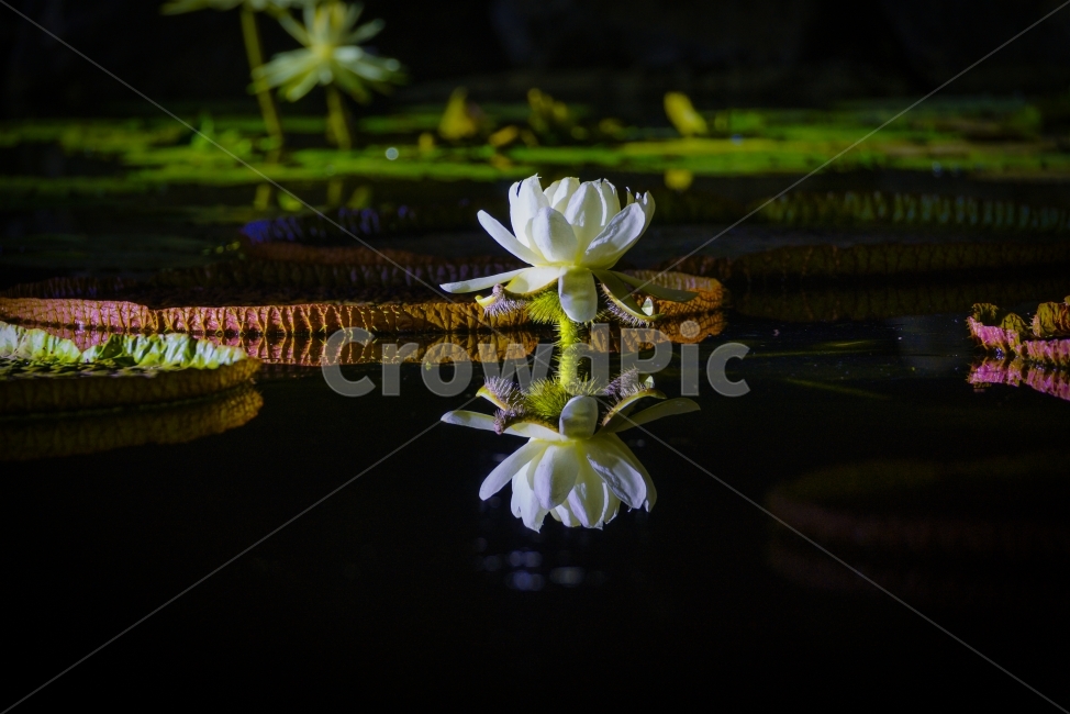 빅토리아,연꽃,궁남지,여름,야화,큰가시연꽃,식물,자연,plants,nature,꽃,flower