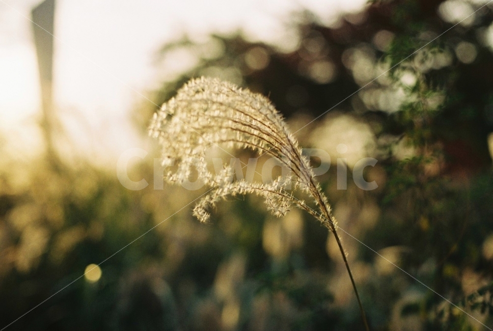 가을,억새,노을,석양,역광,식물,자연,계절,풍경,flower,plant,nature,season,landscape,filmphotography,감성,가을,계절,fall,autumn,season,식물,자연,plants,nature,감성,sensible,feeling,grass,잔디,lawn,reed,갈대