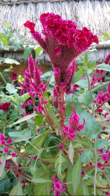 맨드라미,멘드라미,화려함,꽃,봄꽃,식물,자연,plants,nature,꽃,flower