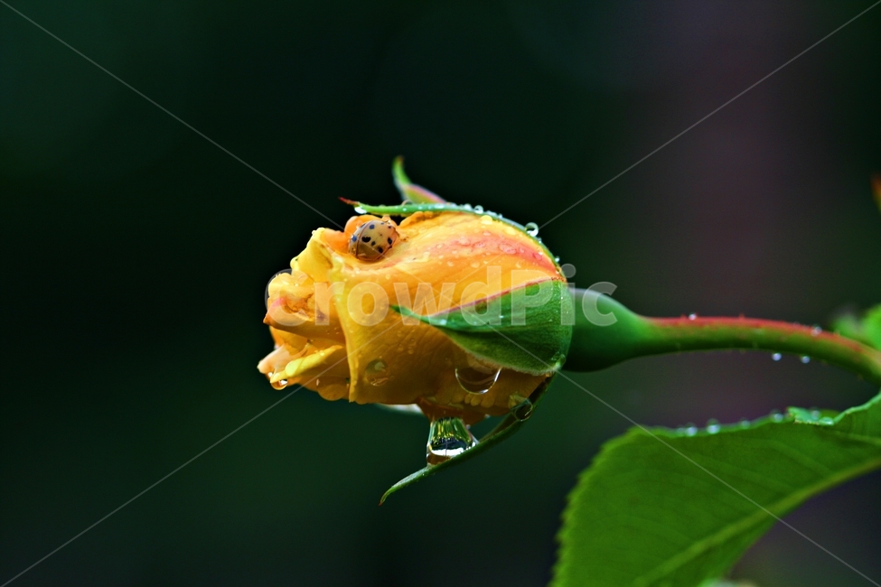 장미,꽃,장미꽃,식물,자연,배경,장미축제,이미지,식물,자연,plants,nature,꽃,flower