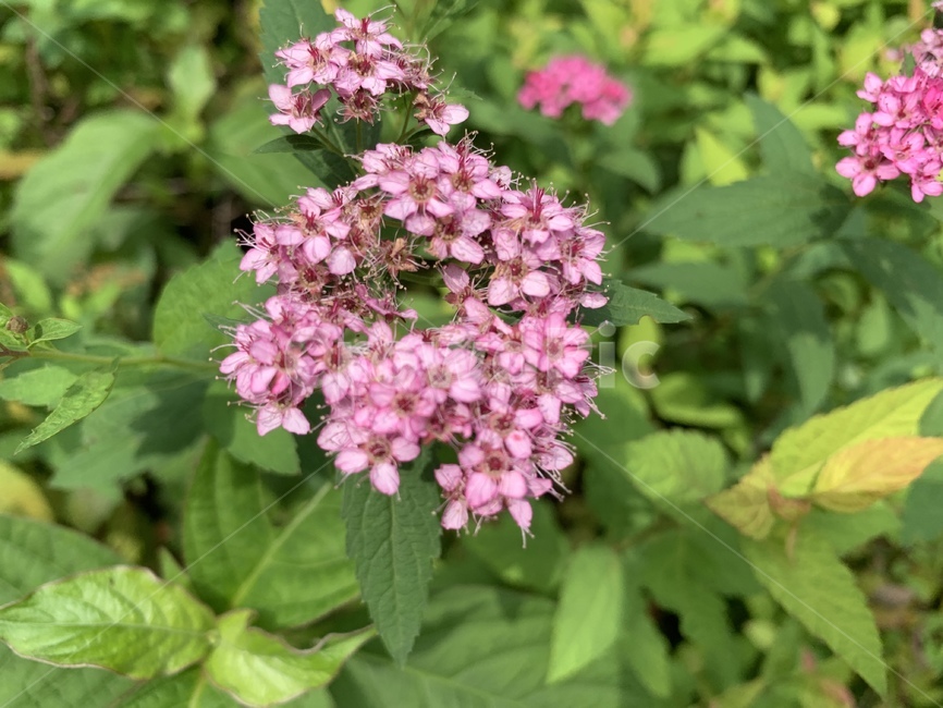 식물,꽃,야생화,피팝,flower,plant