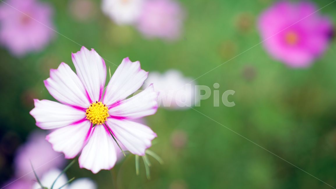 코스모스,꽃,자연,식물,계절,바탕화면,flower,nature