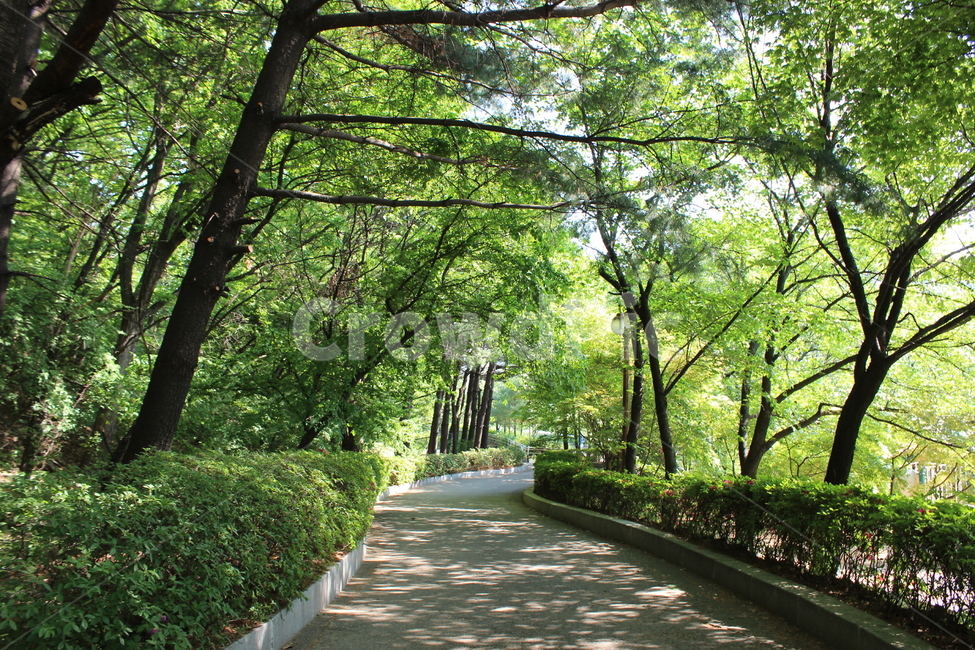 공원,산책,나무,숲,풀,길,오솔길