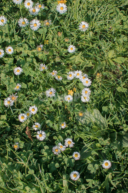 풀,꽃,식물,흰색꽃,숲속,풀밭,식물,자연,plants,nature,꽃,flower