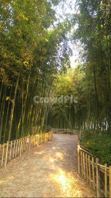 대나무,bamboo,식물,산책,plant,자연,풍경,nature,landscape