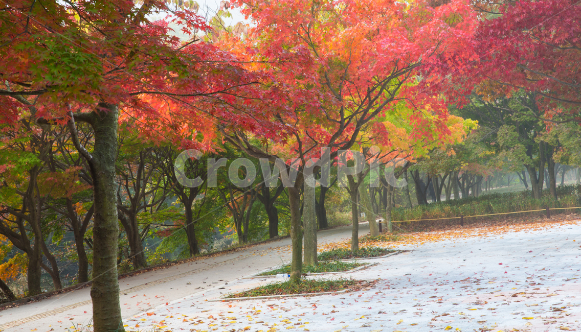 자연,풍경,경관,계절,가을,단풍,길,단풍길,낙엽,추경,만추,울긋불긋,단풍나무,나무,공원,절,사찰,내장사,내장산,산,국립공원,안개,아침,식물,plant,tree,treetrunk,잎,leaf,나무줄기