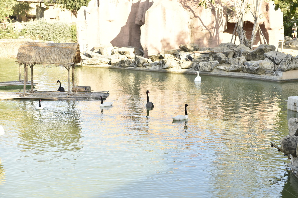 water,물,bird,새,animal,동물,옥외,outdoors,동물,animal,조류,새,birds