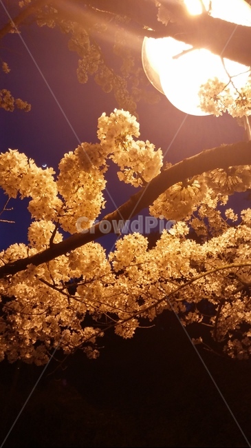 벚꽃,가로등,봄,밤,night