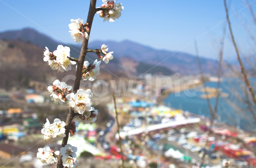 꽃,나무,봄,매화,흰꽃,흰색,백색,배경,강,화면,바탕,휴일,공원,산책,봄,계절,spring,season,식물,자연,plants,nature,꽃,flower,plant