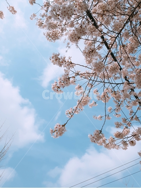 벚꽃,봄,풍경,하늘,꽃,봄,계절,spring,season,plant,식물,flower,blossom