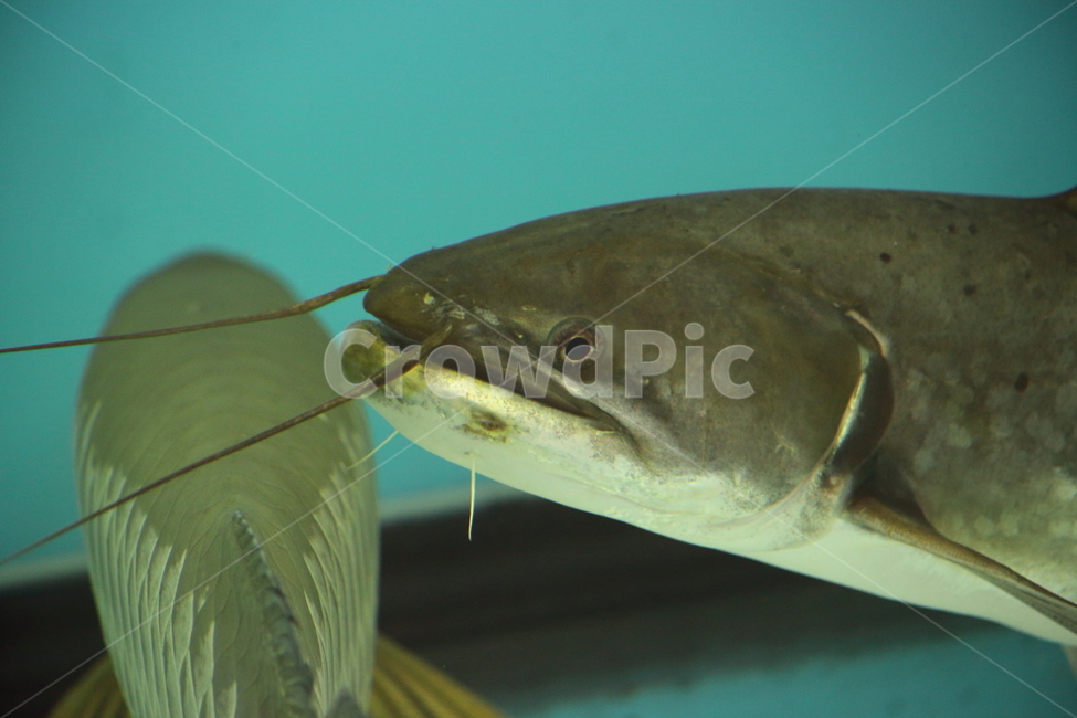 물고기,담수어,열대어,동물,fish,tropicalfish,동물,animal,어류,물고기,fish