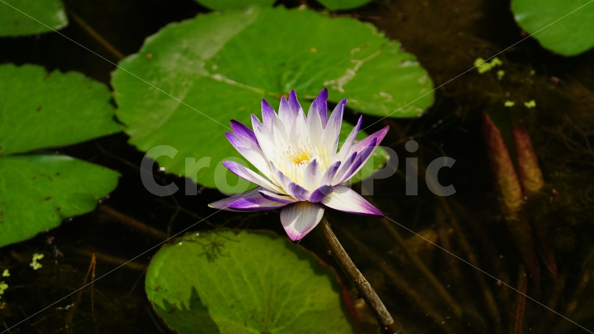 연꽃,연꽃잎,연못,플라워,자연,flower,nature,식물,이파리,물,water,summer,여름,꽃사진,감성,감성사진,계절,season,풍경,landscape,plants,식물,자연,plants,nature,꽃,flower