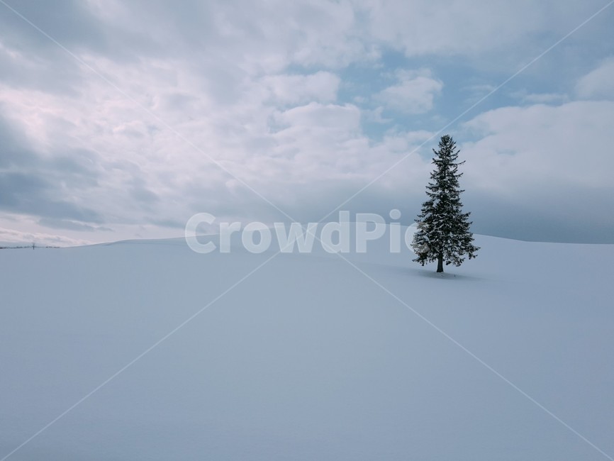 tree,나무,plant,식물,전나무,겨울,눈,풍경,하늘,겨울,계절,winter,season
