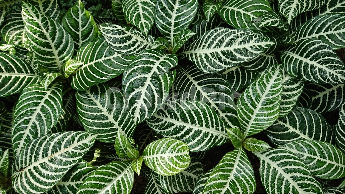 식물,나무,꽃,자연,녹색,그린,패턴,식물,자연,plants,nature