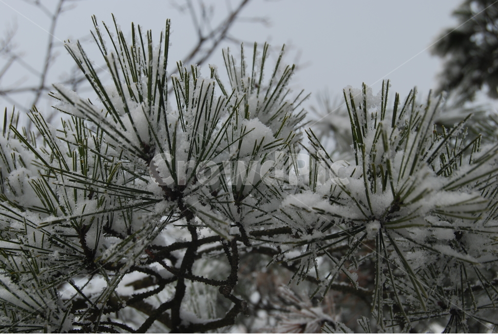 광교산,겨울,눈꽃,자연,휴양림,겨울,계절,winter,season,식물,자연,plants,nature