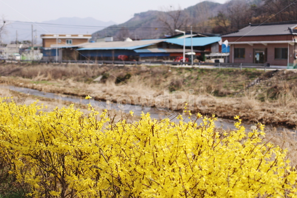 개나리,꽃,시골,노랑,flower,봄,봄꽃,봄,계절,spring,season,시골,마을,풍경,landscape,country,rural,town,식물,자연,plants,nature,꽃,flower